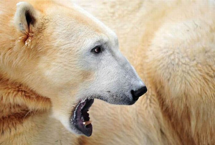 A vida e morte de Knut, o urso polar 28