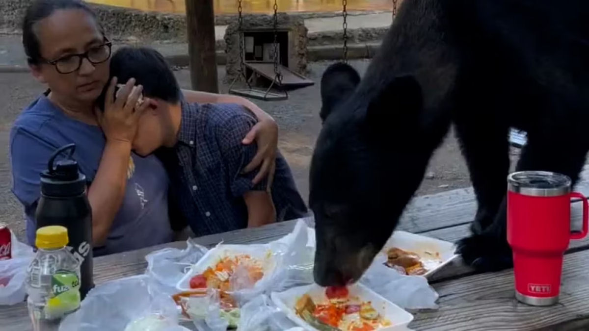 Urso-negro se convida para um piquenique e come com a famlia atordoada