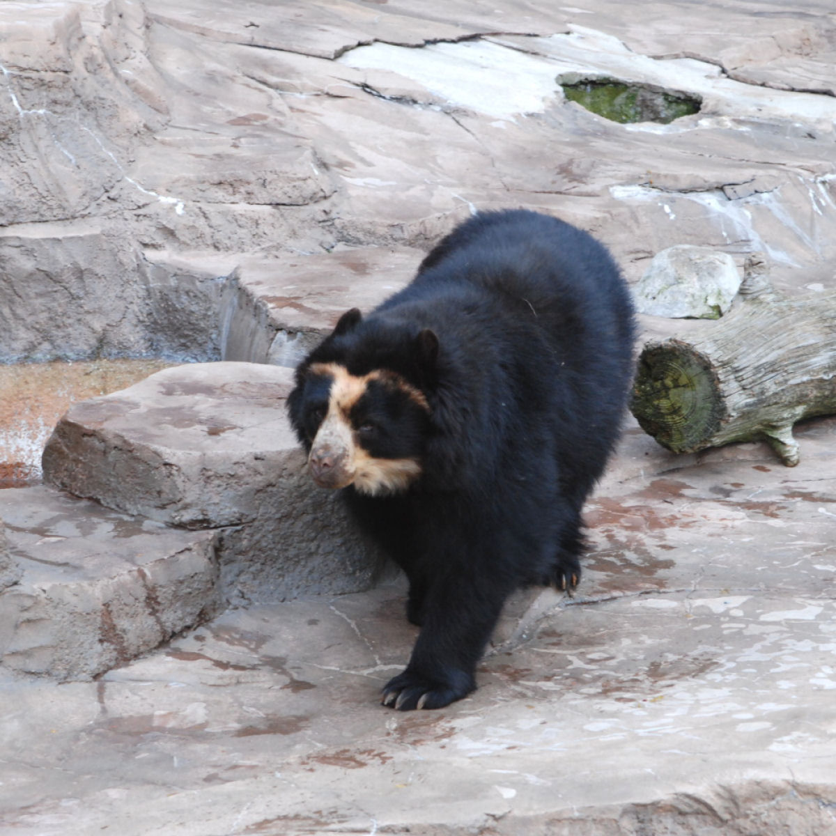 Salvando o urso-de-óculos, a única espécie de urso da América do Sul