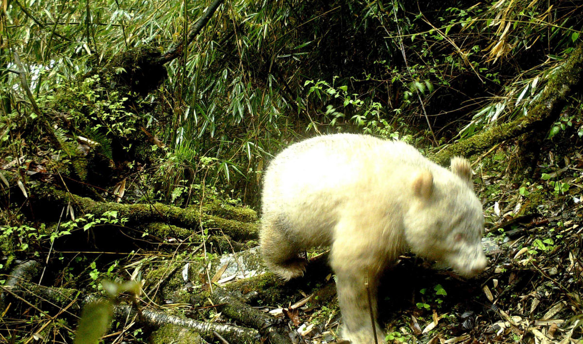 Esta  a primeira foto na histria de um panda gigante albino
