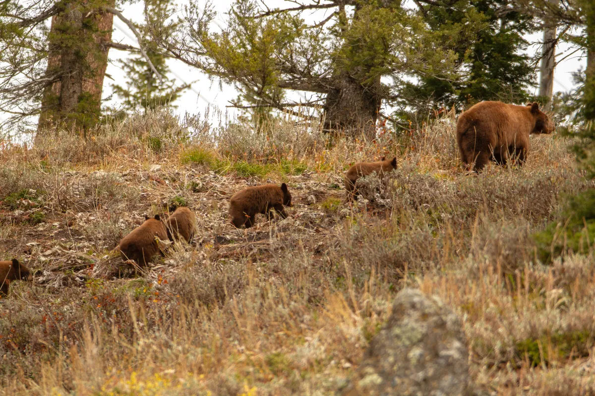 Ursa-parda  avistada com cinco filhotes em Parque Nacional americano