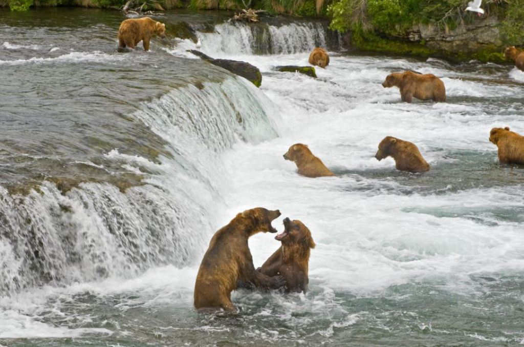 Uma incrvel cmera ao vivo mostra ursos pardos se banqueando com salmo no Parque Katmai, no Alasca