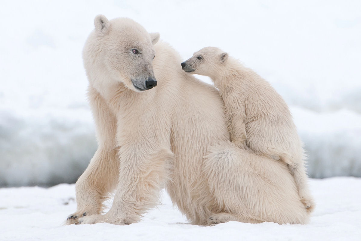Ursos-polares esto se reunindo no Canad, e voc pode assisti-los ao vivo