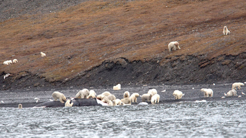 Sem palavras: encontram centenas de ursos polares devorando a carcaa de uma baleia