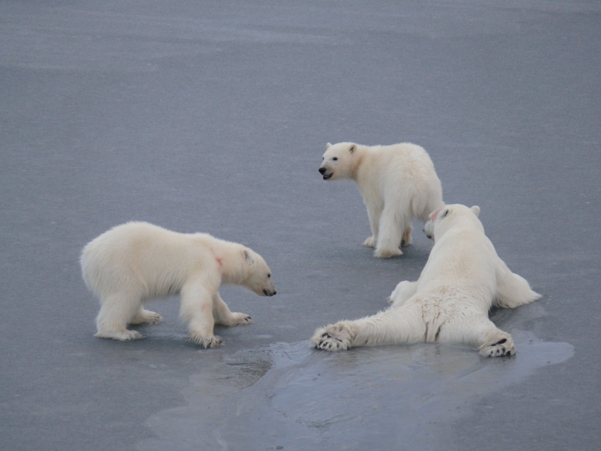 Ursos-polares usam a fsica para atravessar o gelo fino, distribuindo sua massa