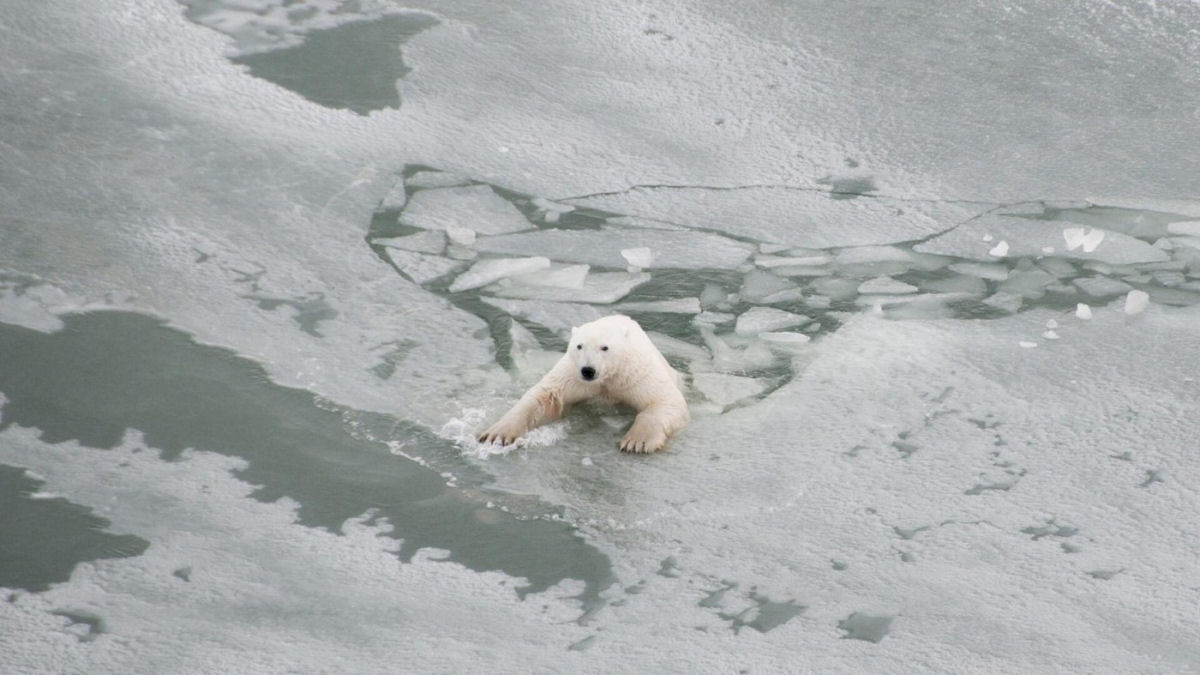 Ursos-polares usam a fsica para atravessar o gelo fino, distribuindo sua massa