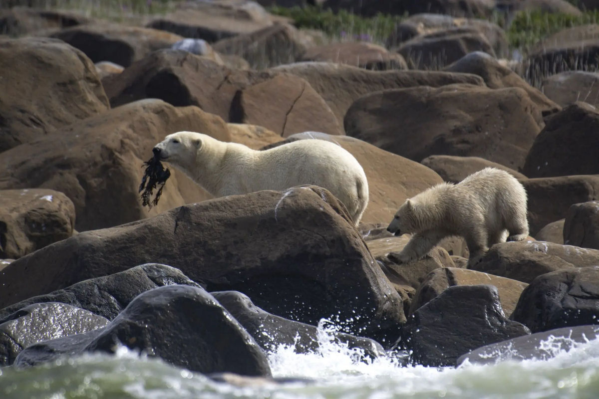 Cientistas colocam cmeras em ursos-polares e descobrem que eles esto morrendo de fome
