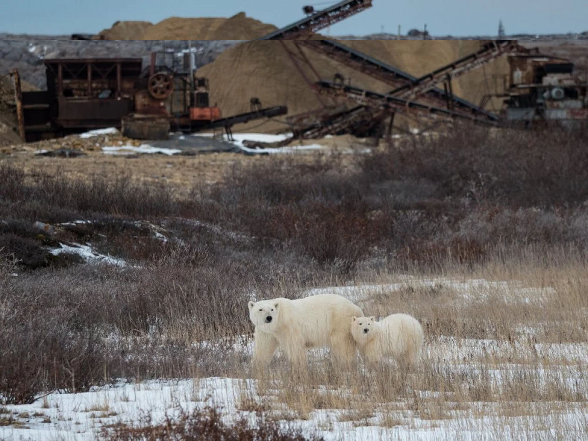 À medida que as temperaturas do Ártico aumentam, os ursos polares estão comendo mais lixo