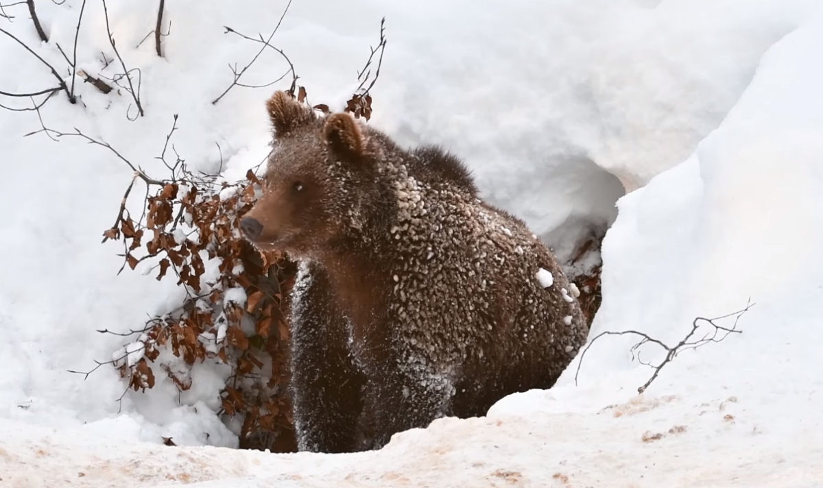 Visitando a toca de inverno de um urso com uma biloga especialista