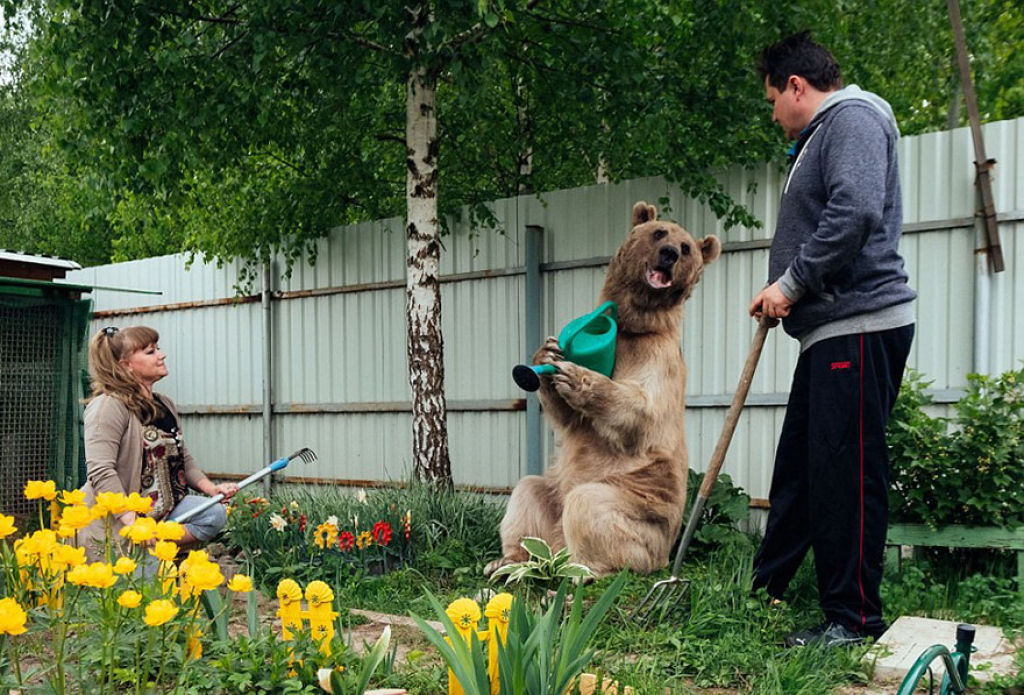 Casal russo adotou um urso rfo faz 23 anos, e eles ainda criam o menino 10