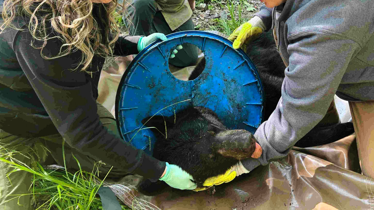 Urso  libertado de tampa de plstico no pescoo aps dois anos