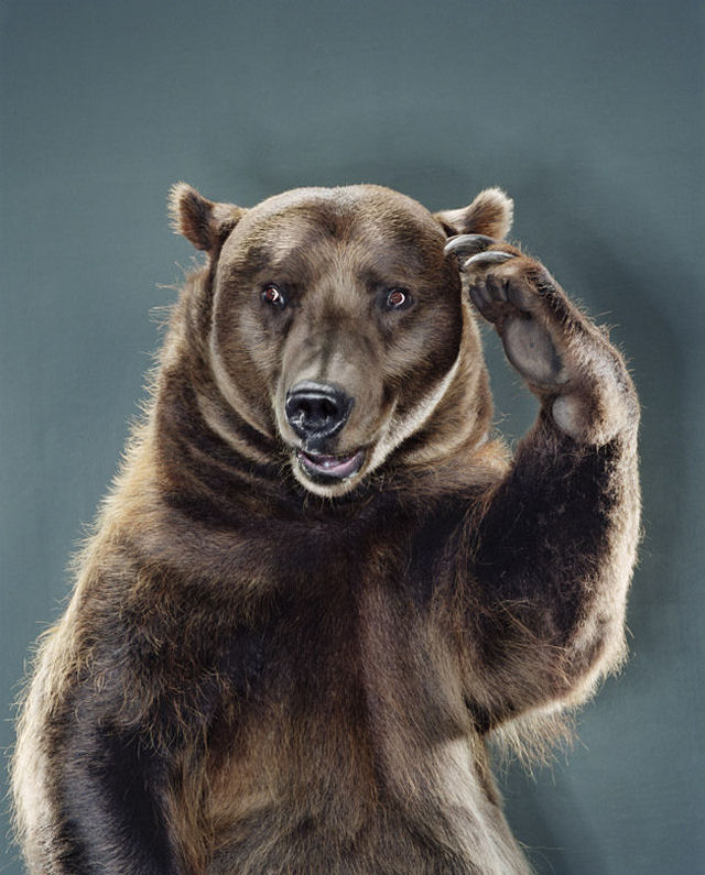 Os ursos de Jill Greenberg 04