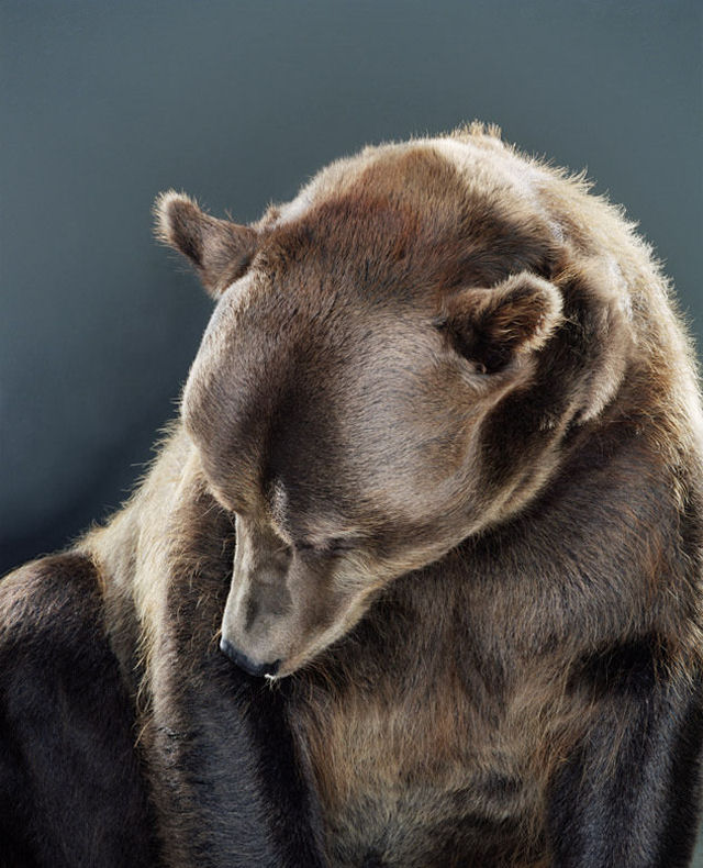 Os ursos de Jill Greenberg 19