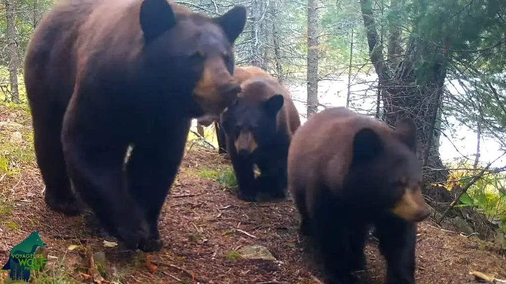 Mame ursa e seus filhotes mexem repetidamente com cmeras de trilha