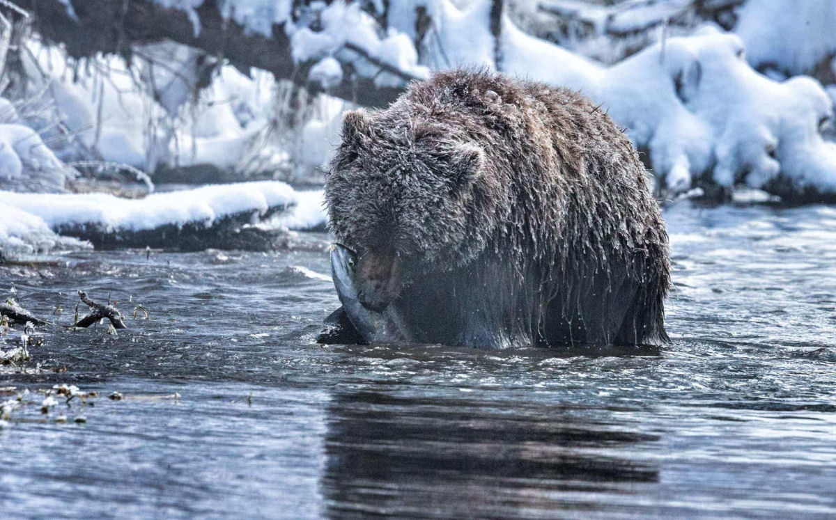 Os ursos-nevados do norte de Yukon, no Canadá