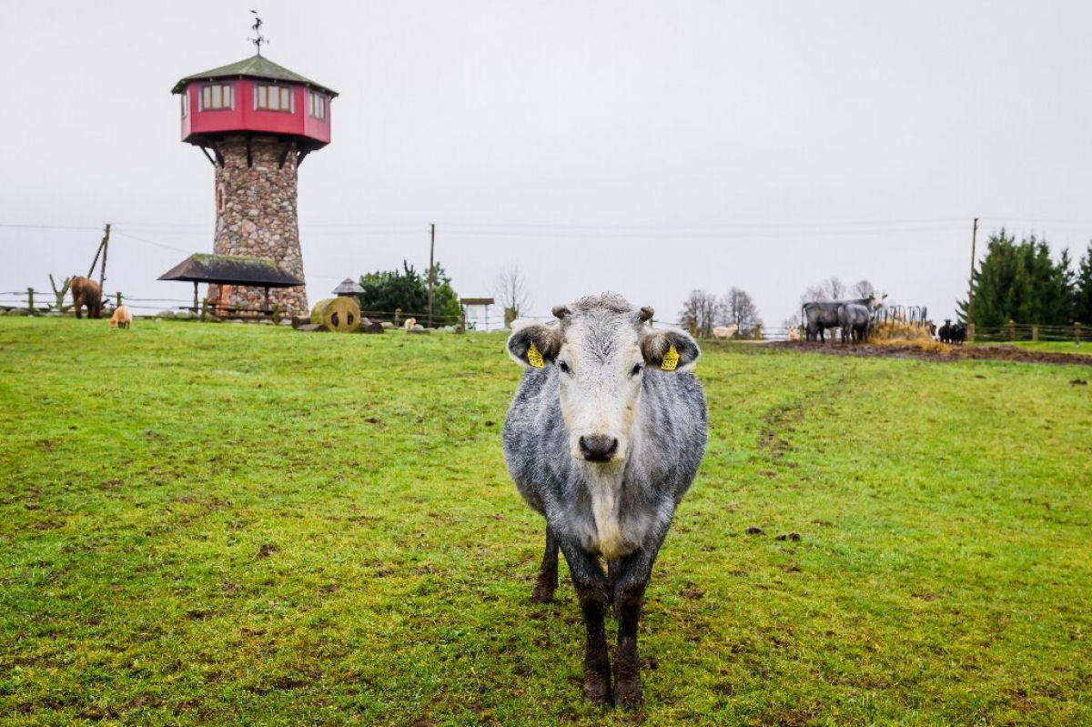 A simbólica vaca azul da Letônia está de volta
