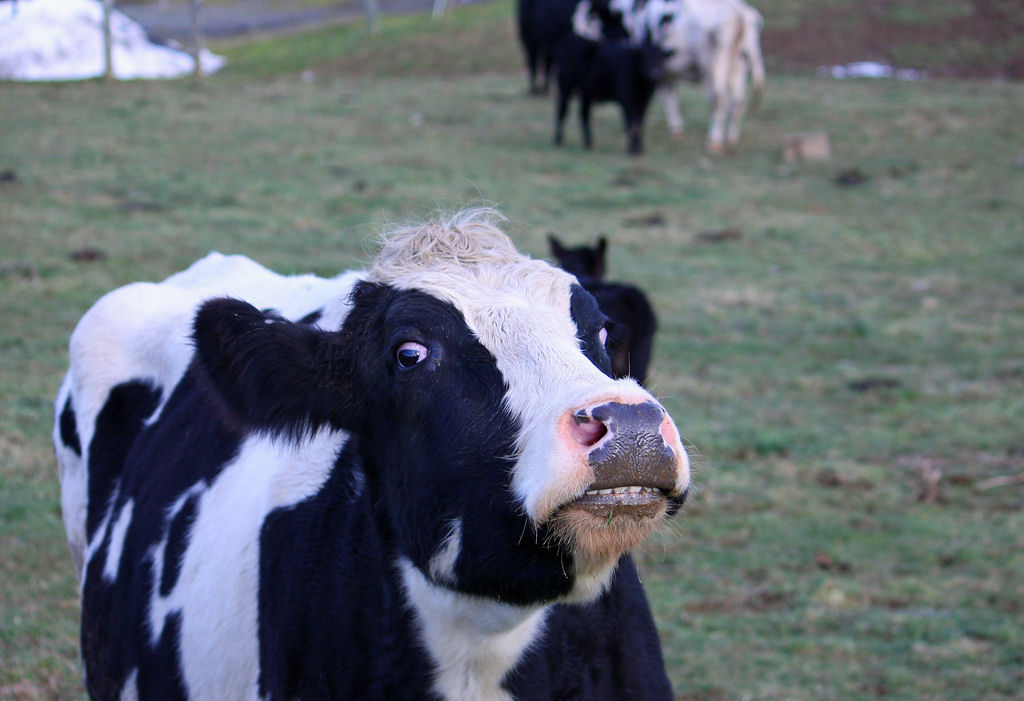 Inventor holands cria um vaso sanitrio bovino que mitiga a poluio por amnia