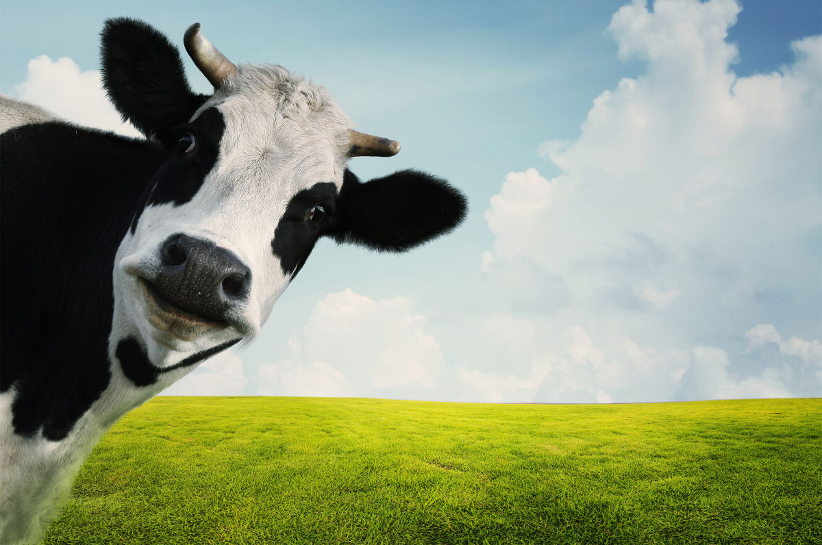 Cientistas recorrem a engenharia genética para reduzir peidos e arrotos nas vacas