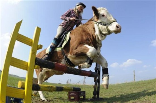 Garota alem treina vaca para saltar obstculos