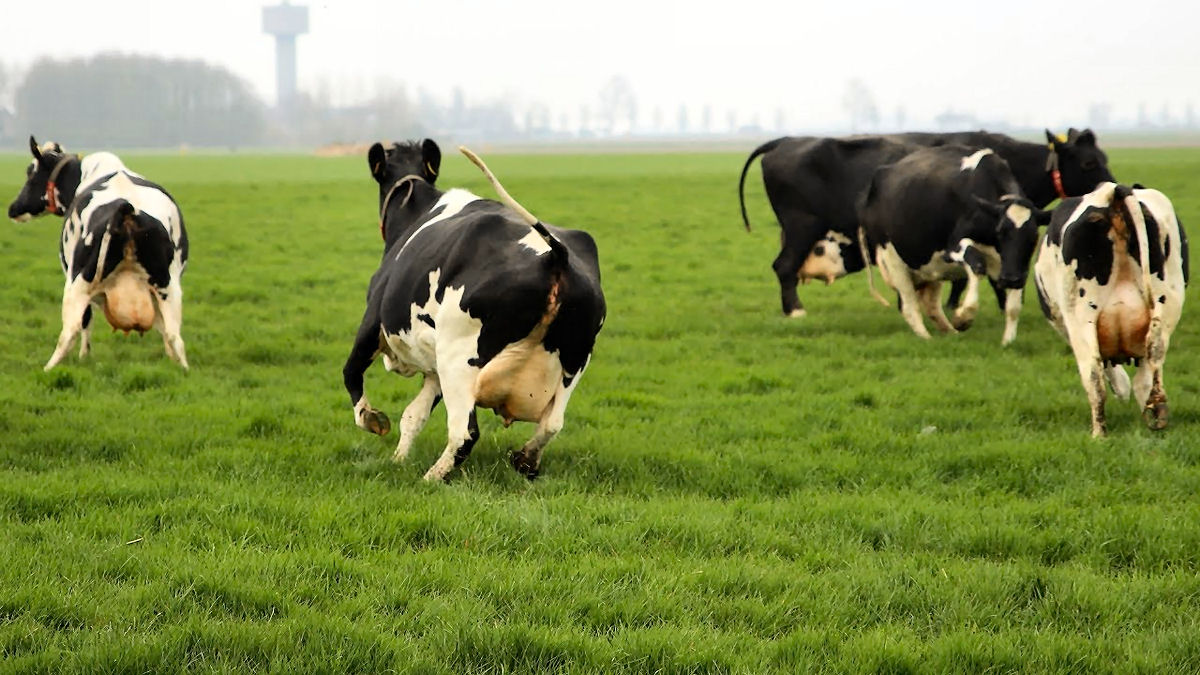 'Paradoxo da Carne: quando nos sentimos culpados de consumir carne