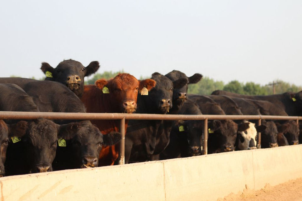 Milhares de vacas morrem de calor no Kansas