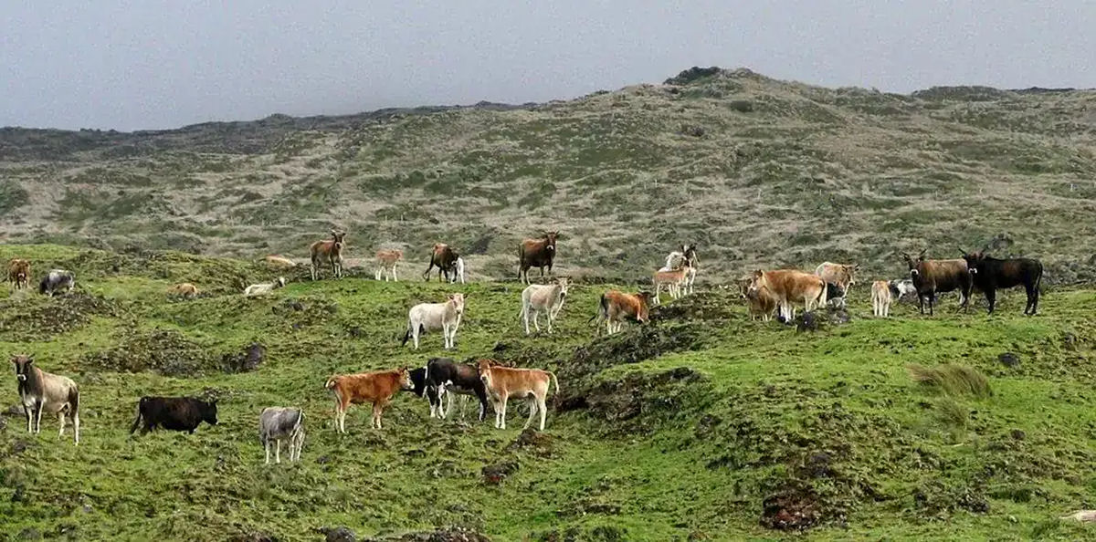 Em 1871, contra todas as expectativas, 5 vacas abandonadas colonizaram um ilha