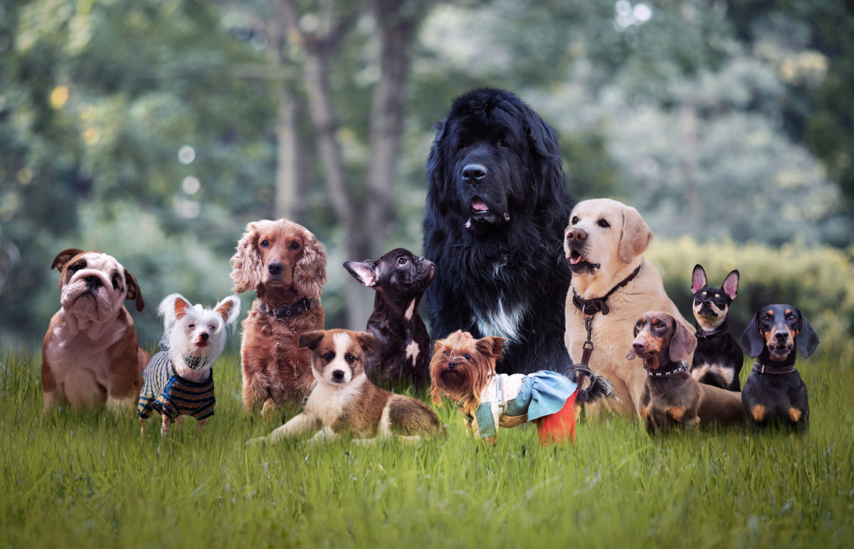 As 20 raças de cães mais fofas, segundo a ciência