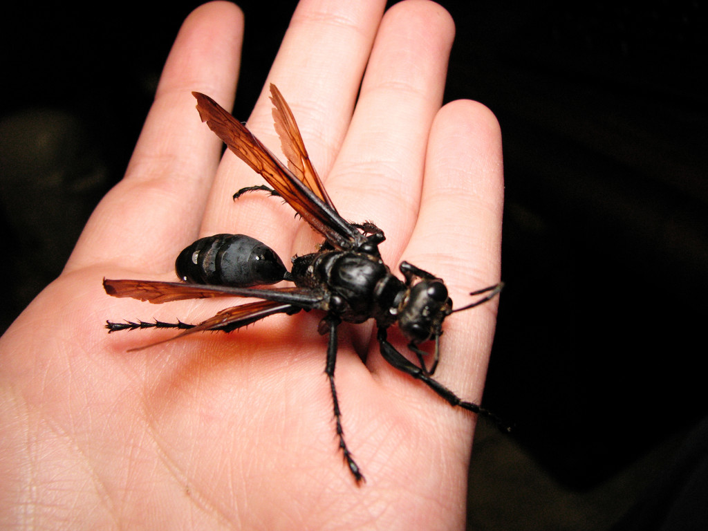 A picada desta vespa  to insuportvel que a nica coisa a fazer  deitar e gritar