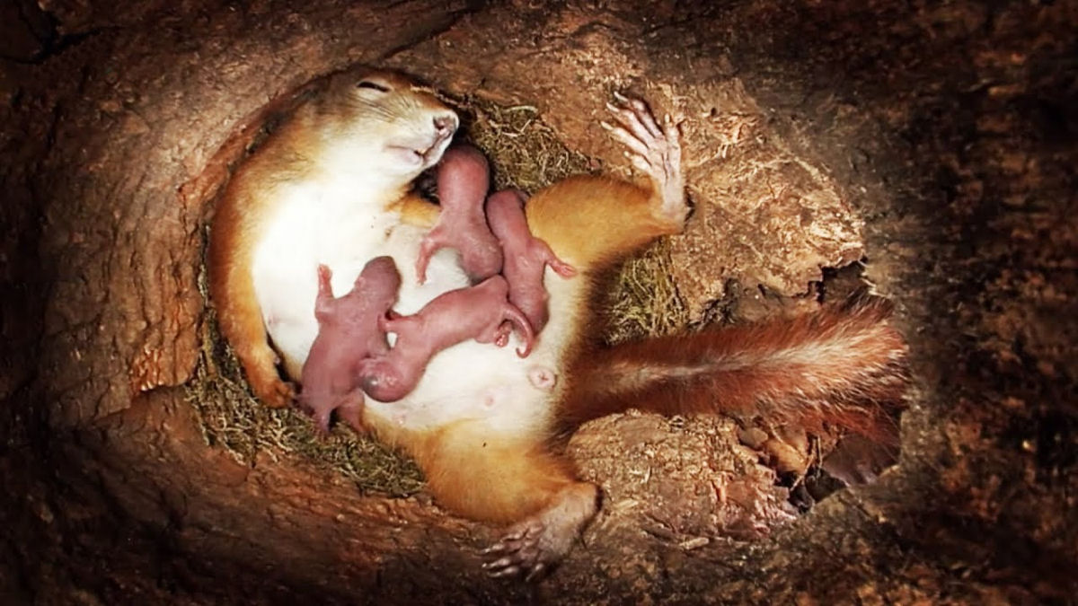Câmera oculta registra inédito nascimento de uma ninhada de esquilos