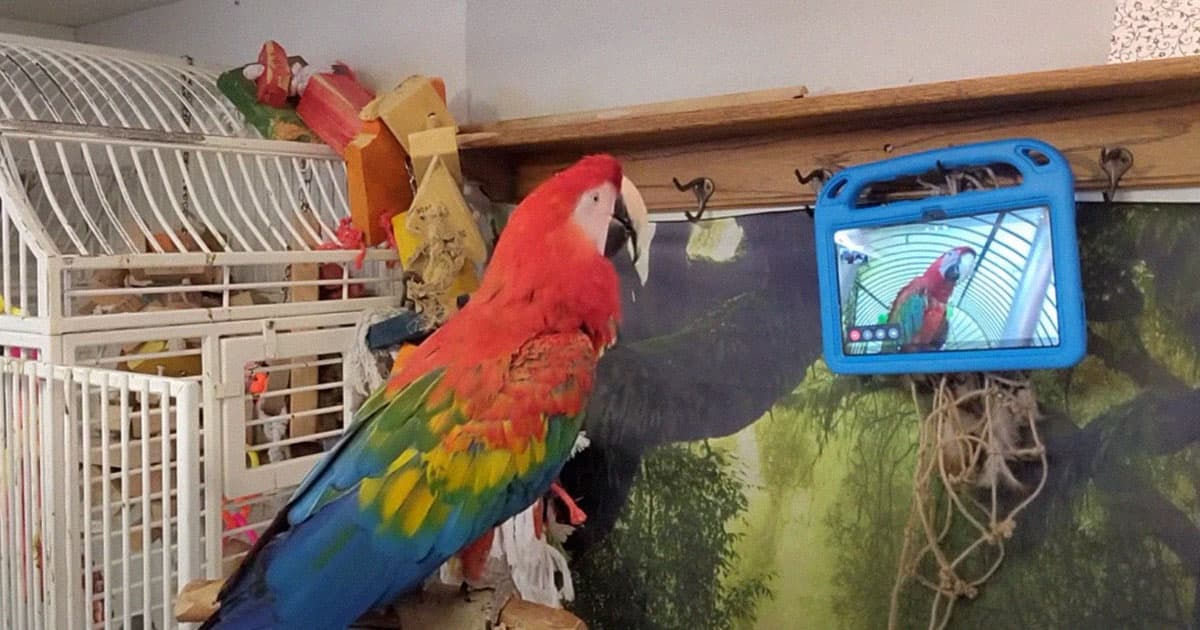 Cientistas ensinaram papagaios de estimao a fazer chamadas de vdeo entre si, e eles adoraram