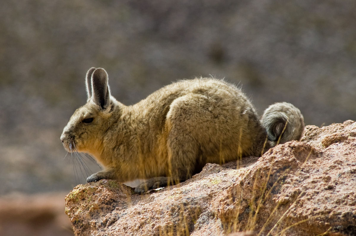 Conhea o viscacha, uma criatura adorvel que  to fofo que quase no parece real