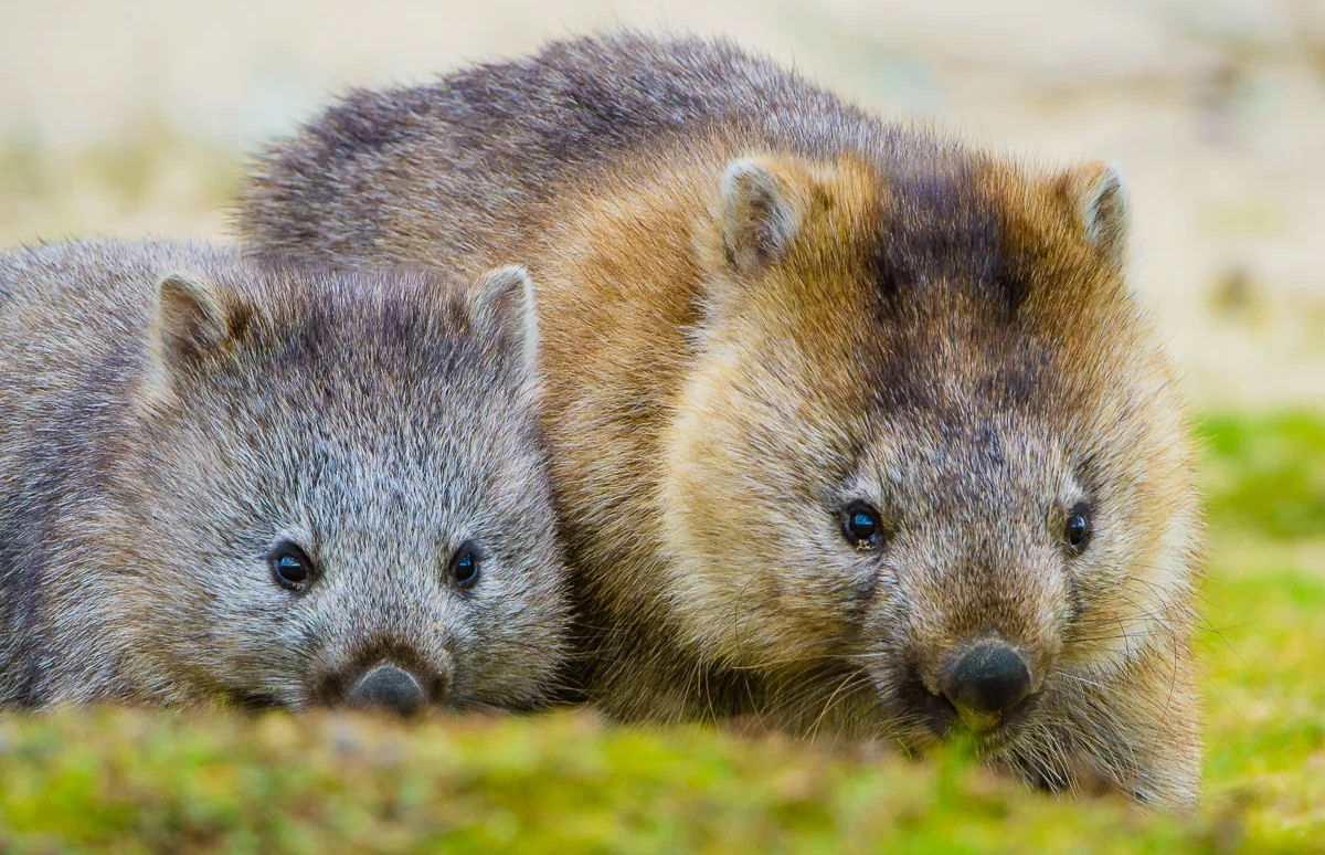 Por que as koalas têm o marsúpio voltado pra baixo? Outros marsupiais são  assim? - Quora