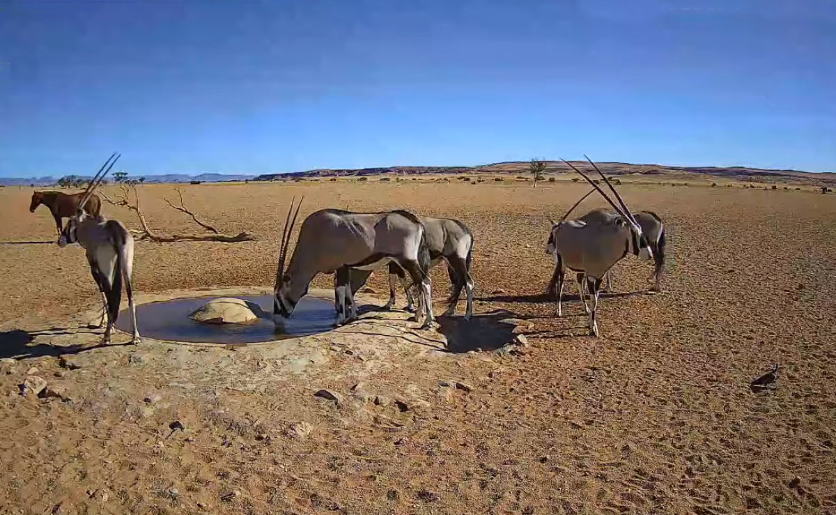 Webcam em um bebedouro na Namíbia pode promover um bom momento realaxante