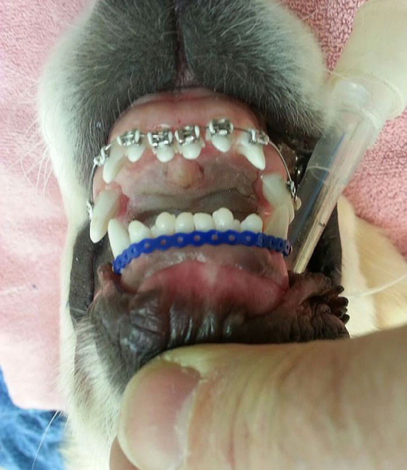 Como não conseguia fechar a boca, colocaram aparelho ortodôntico neste cãozinho 04