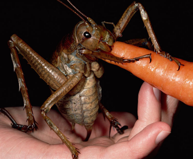 Descobrem o maior inseto do mundo
