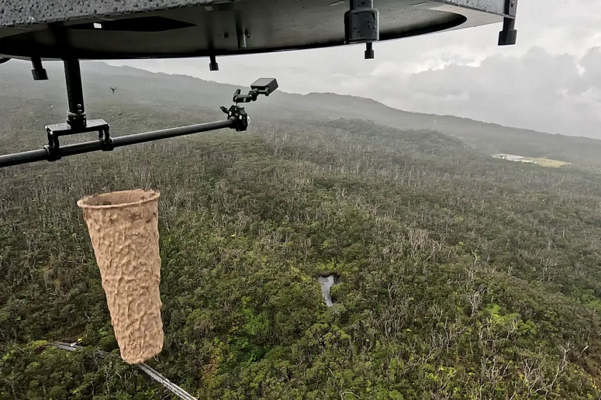 Cientistas usam drones para erradicar mosquitos no Havaí em uma tentativa de salvar pássaros nativos