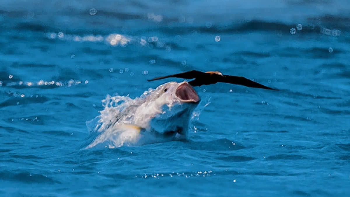 Peixe gluto toca o terror em atol onde andorinhas nidificam