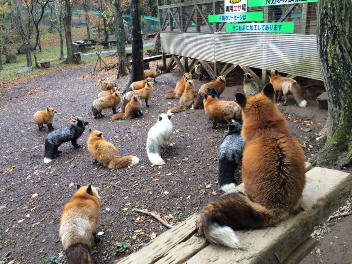 Conheça Zao Fox, o povoado japonês das raposas