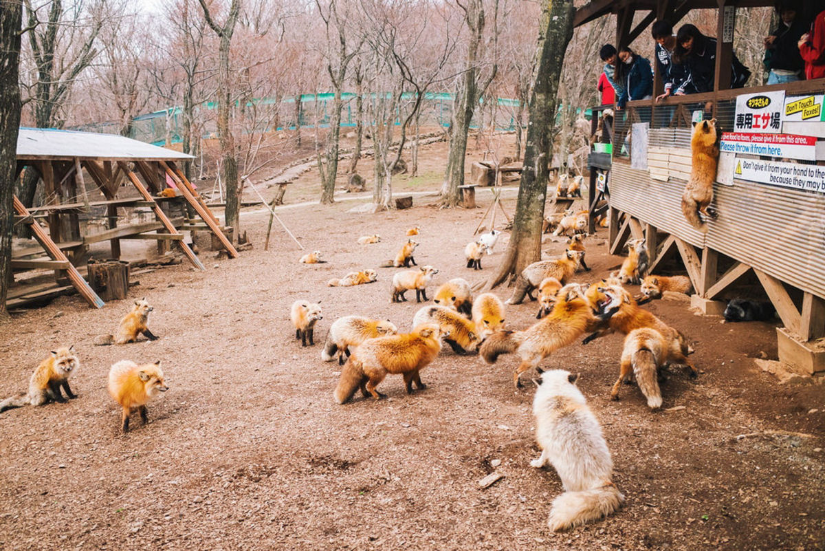 Conheça Zao Fox, o povoado japonês das raposas