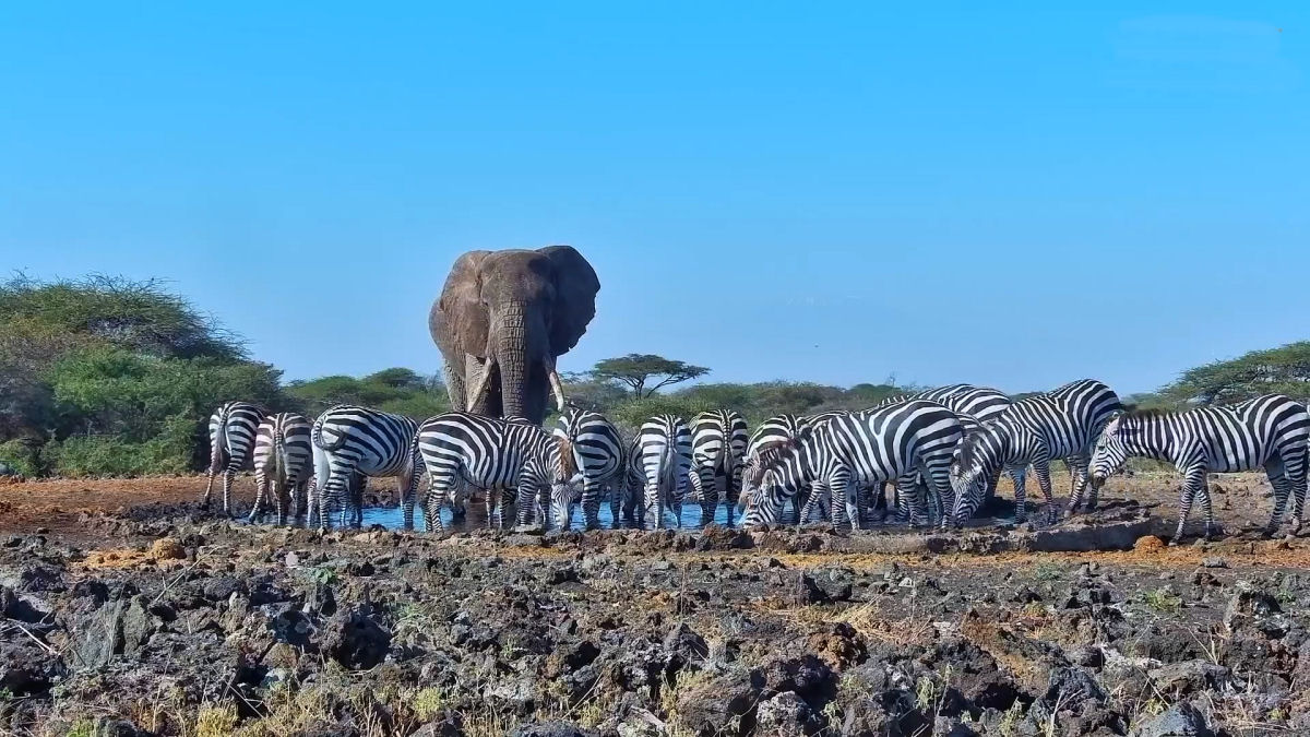 Parece que toda a manada de zebras resolveu tomar gua no laguinho ao mesmo tempo