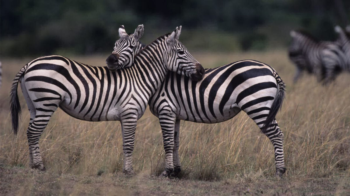 As zebras são pretas com listras brancas ou brancas com listras pretas?