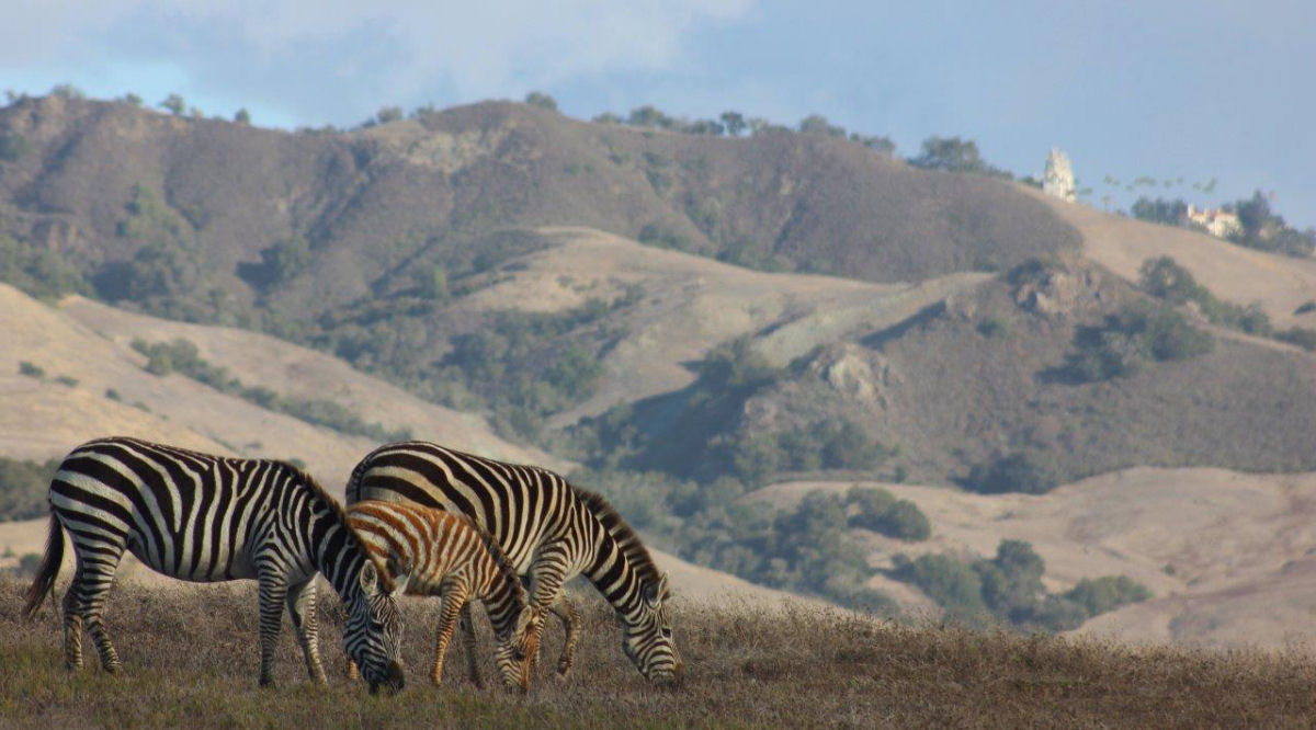 Por que há zebras selvagens vagando pela Califórnia?