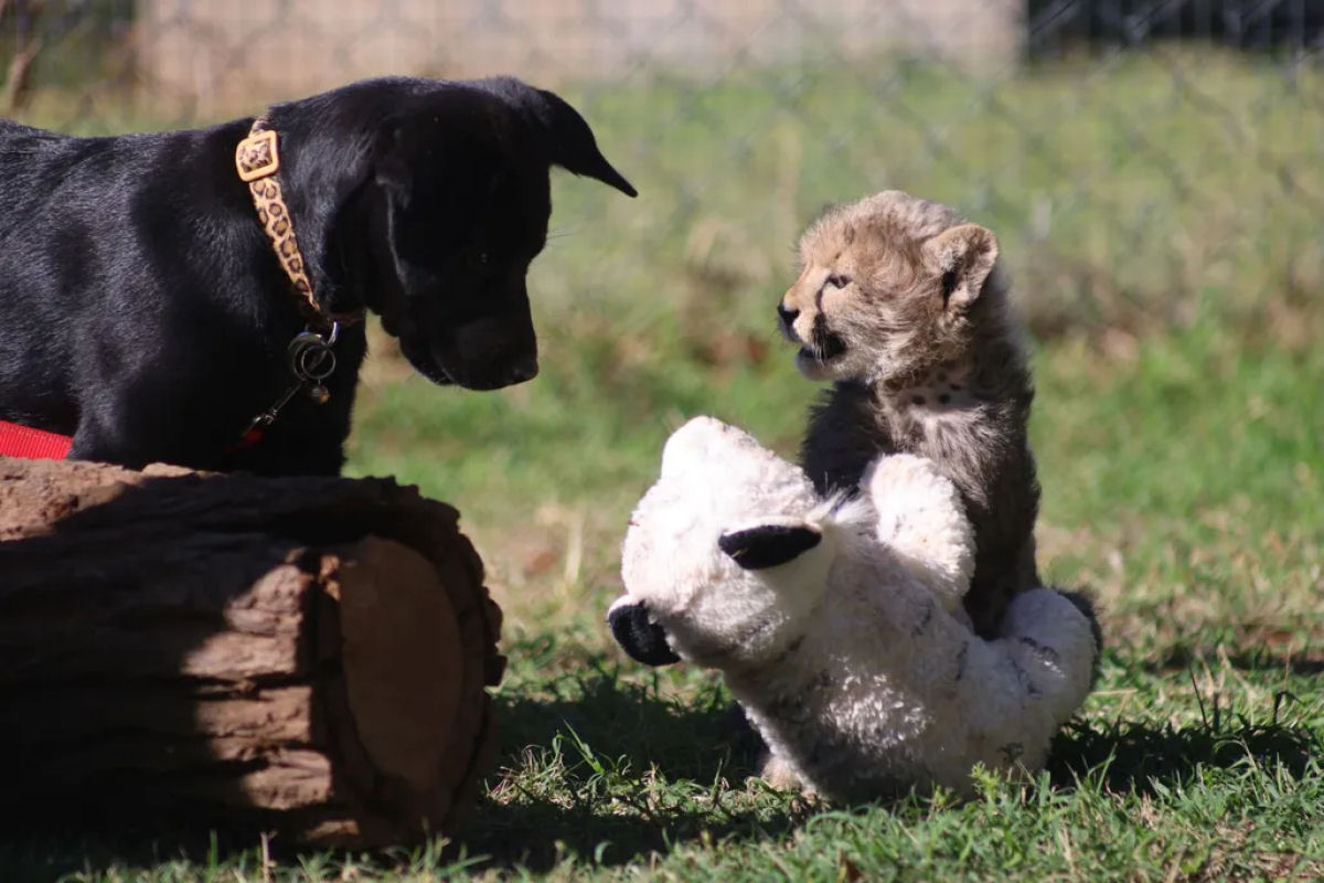 Filhota de chita de zoo australiano agora tem um improvvel 'melhor amigo': um cozinho