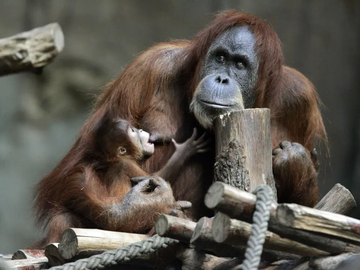 Orangotanga de zoo aprendeu a amamentar seu novo beb com tratadora lactante