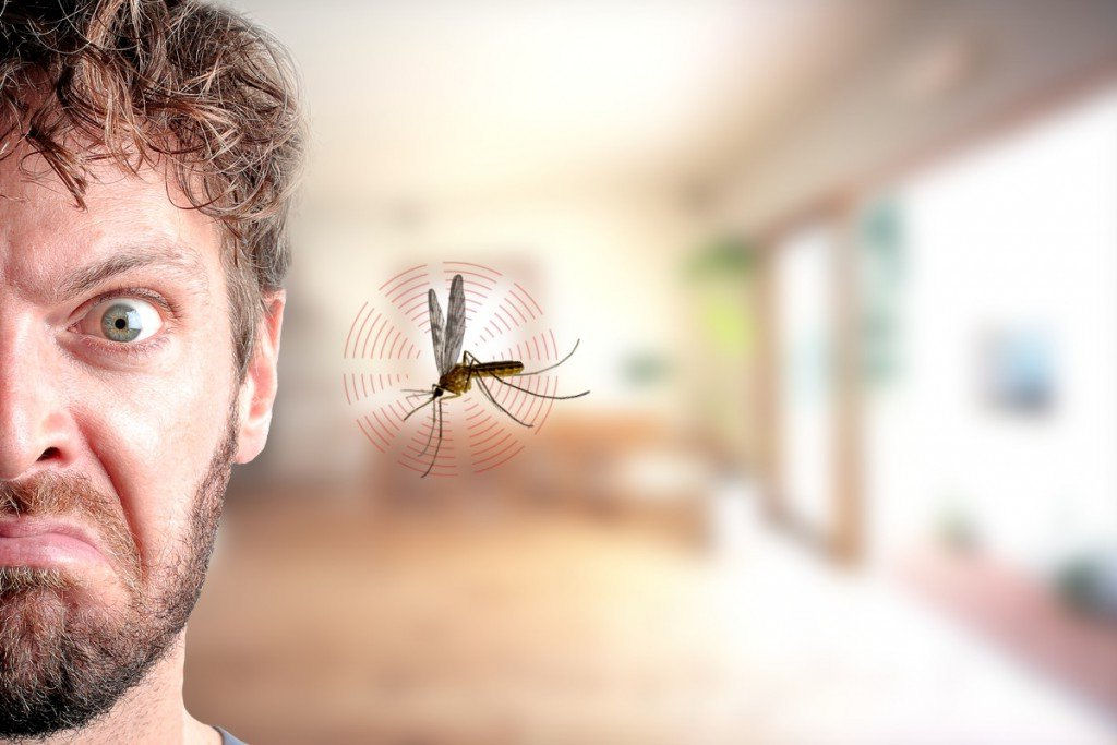 Por que os mosquitos zumbem em nossos ouvidos?