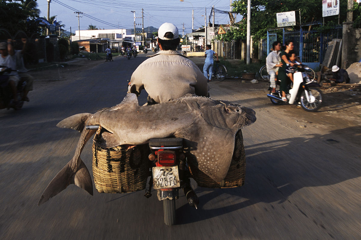 Motoqueiros vietnamitas e as coisas incrveis que eles carregam 09
