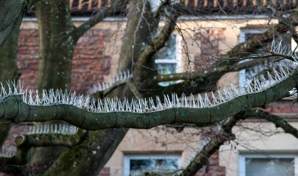 Britânicos ricos instalam espinhos nas árvores para deter as aves que «bombardeiam» seus carros de luxo