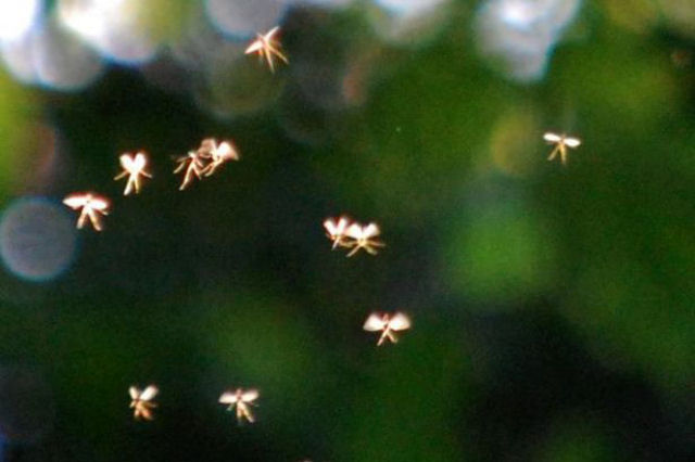 Professor universitário afirma ter fotografado fadas minúsculas voando em campo inglês