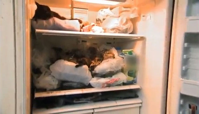 Mulher mantinha 100 gatos mortos na sua geladeira