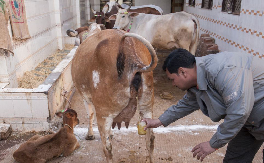 Xim-xim: culto hindu acredita que beber urina de vaca cura o cncer 02